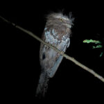 Palawan Frogmouth (image by Craig Robson)