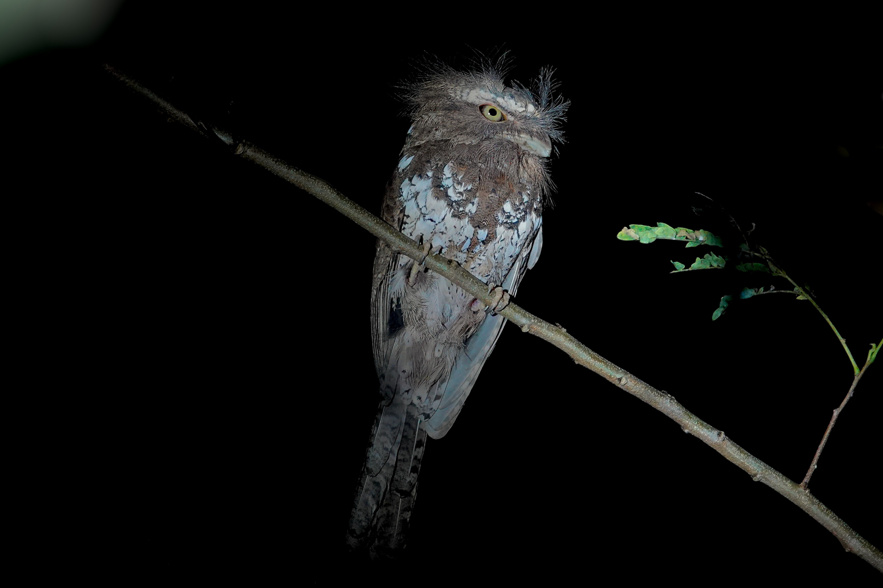Palawan Frogmouth (image by Craig Robson)