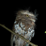 Palawan Frogmouth (image by Craig Robson)