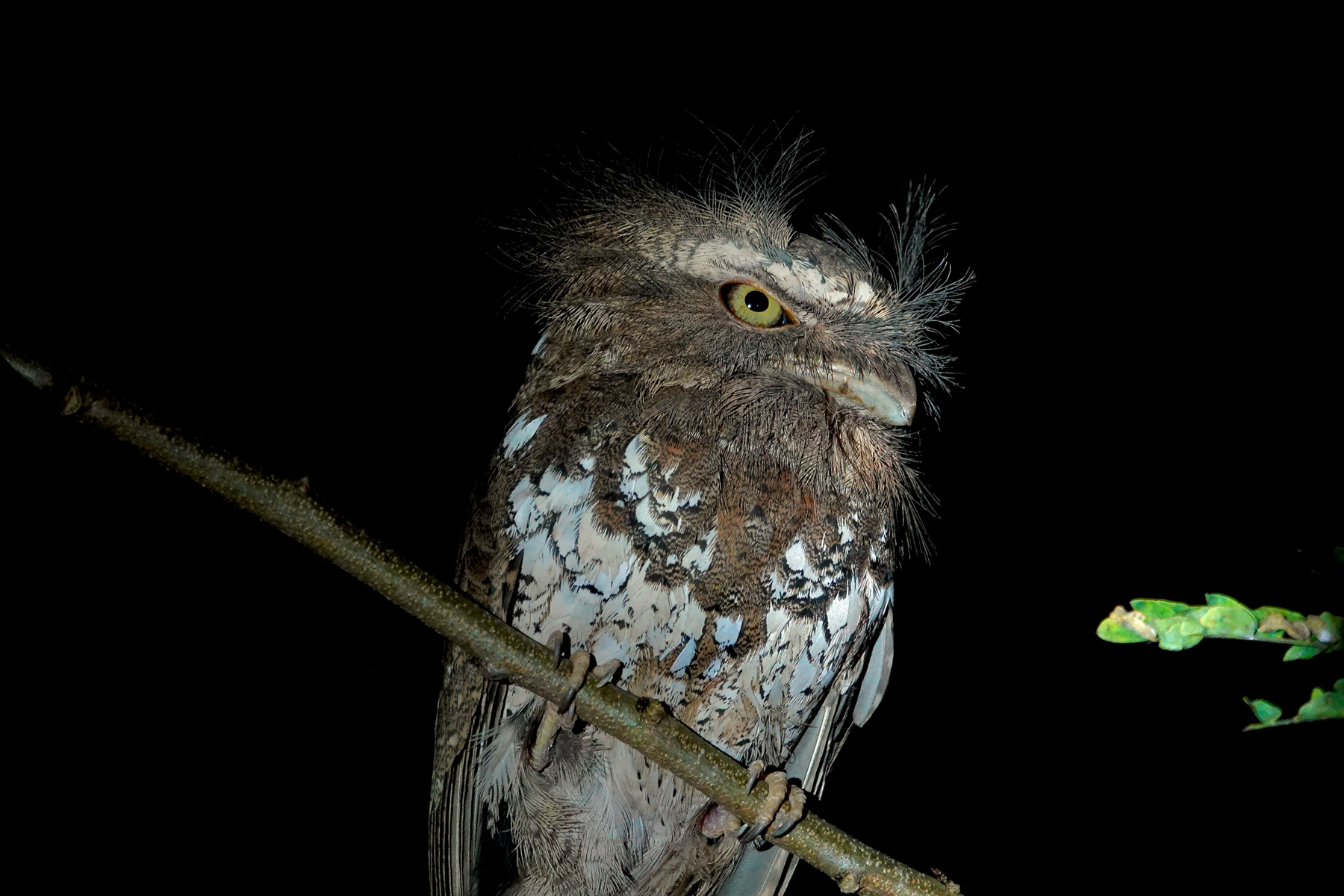 Palawan Frogmouth (image by Craig Robson)