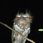 Palawan Frogmouth (image by Craig Robson)