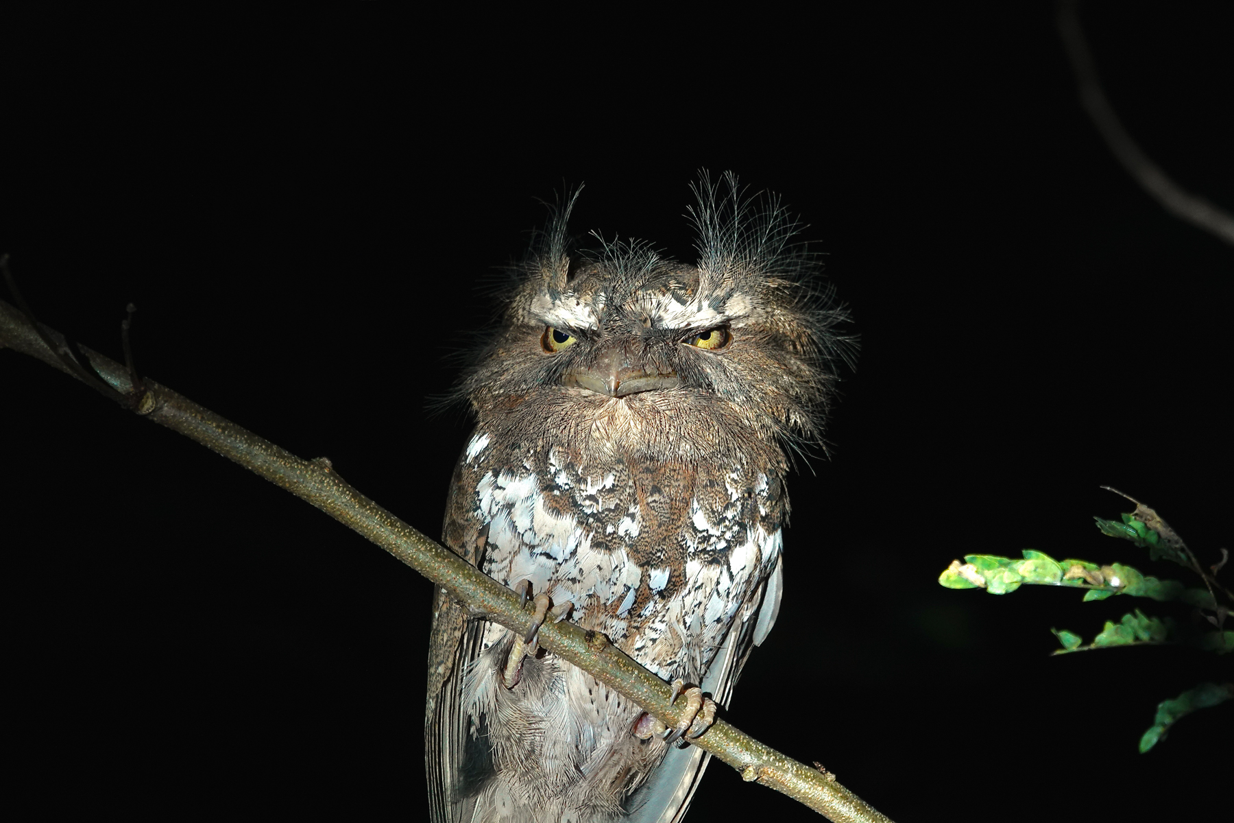 Palawan Frogmouth (image by Craig Robson)