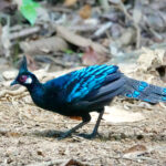 Palawan Peacock-Pheasant (image by Craig Robson)