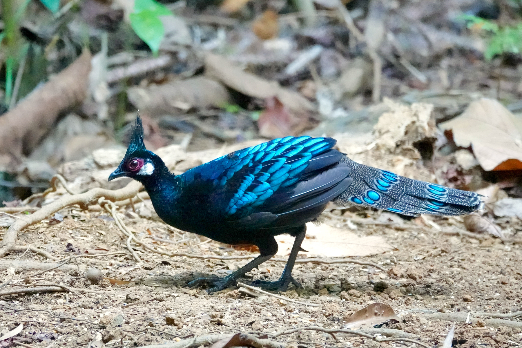 Palawan Peacock-Pheasant (image by Craig Robson)