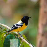 Palawan Tit (image by Craig Robson)