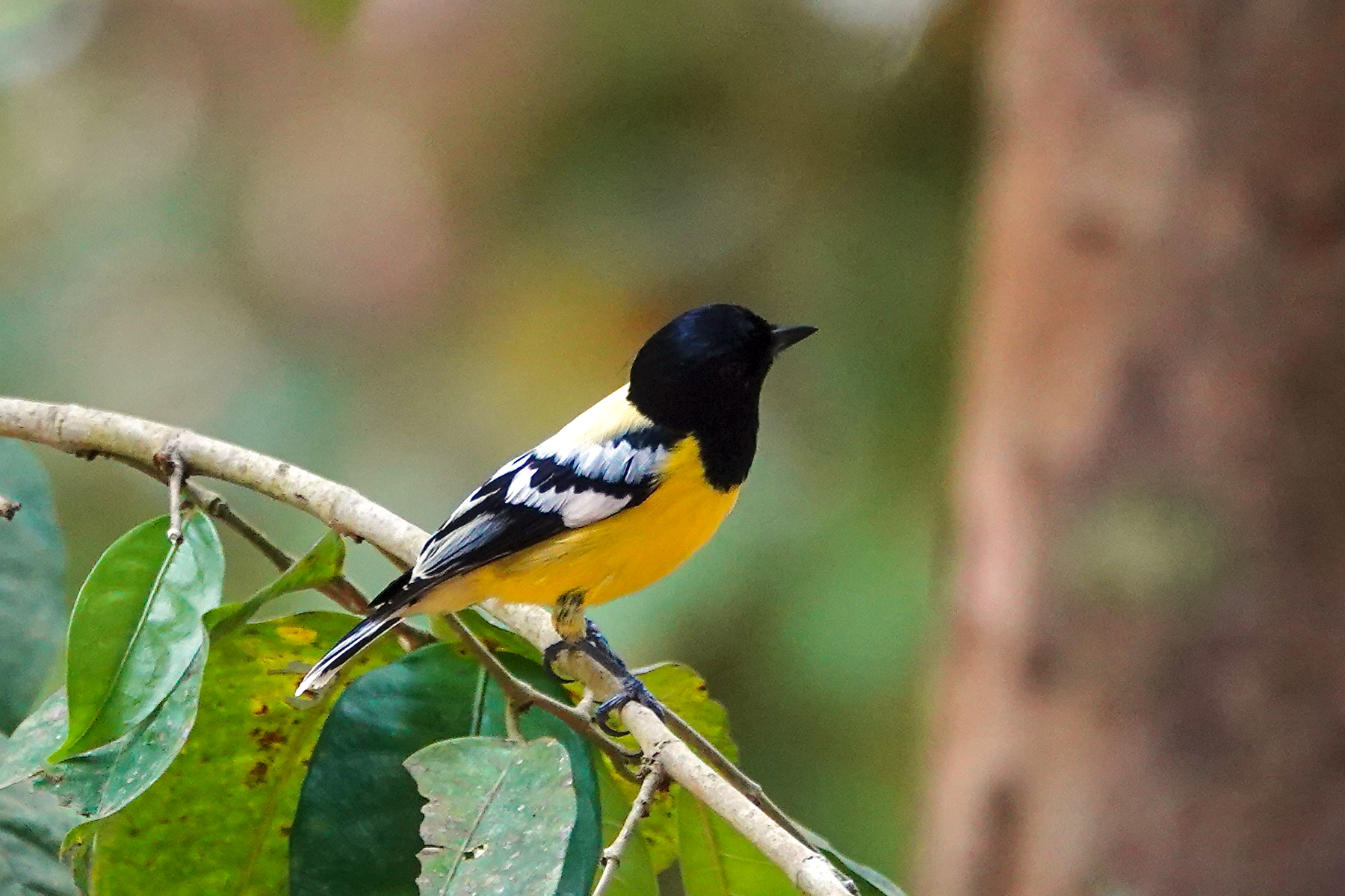 Palawan Tit (image by Craig Robson)