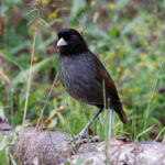 Pale-billed Antpitta (image by Leo Garrigues)