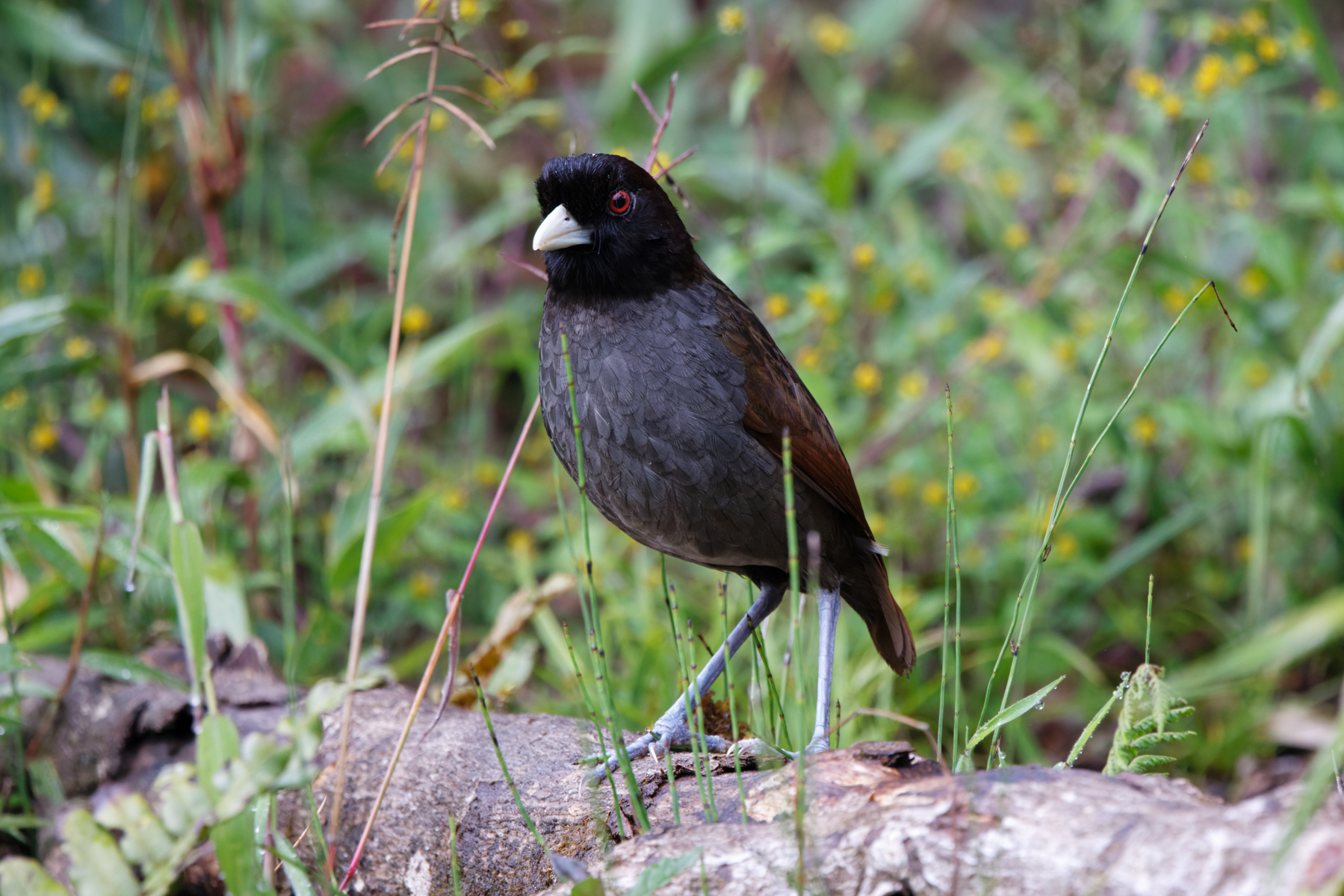 Pale-billed Antpitta (image by Leo Garrigues)