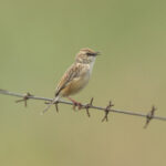 Pale-crowned Cisticola (image by Mark Beaman)