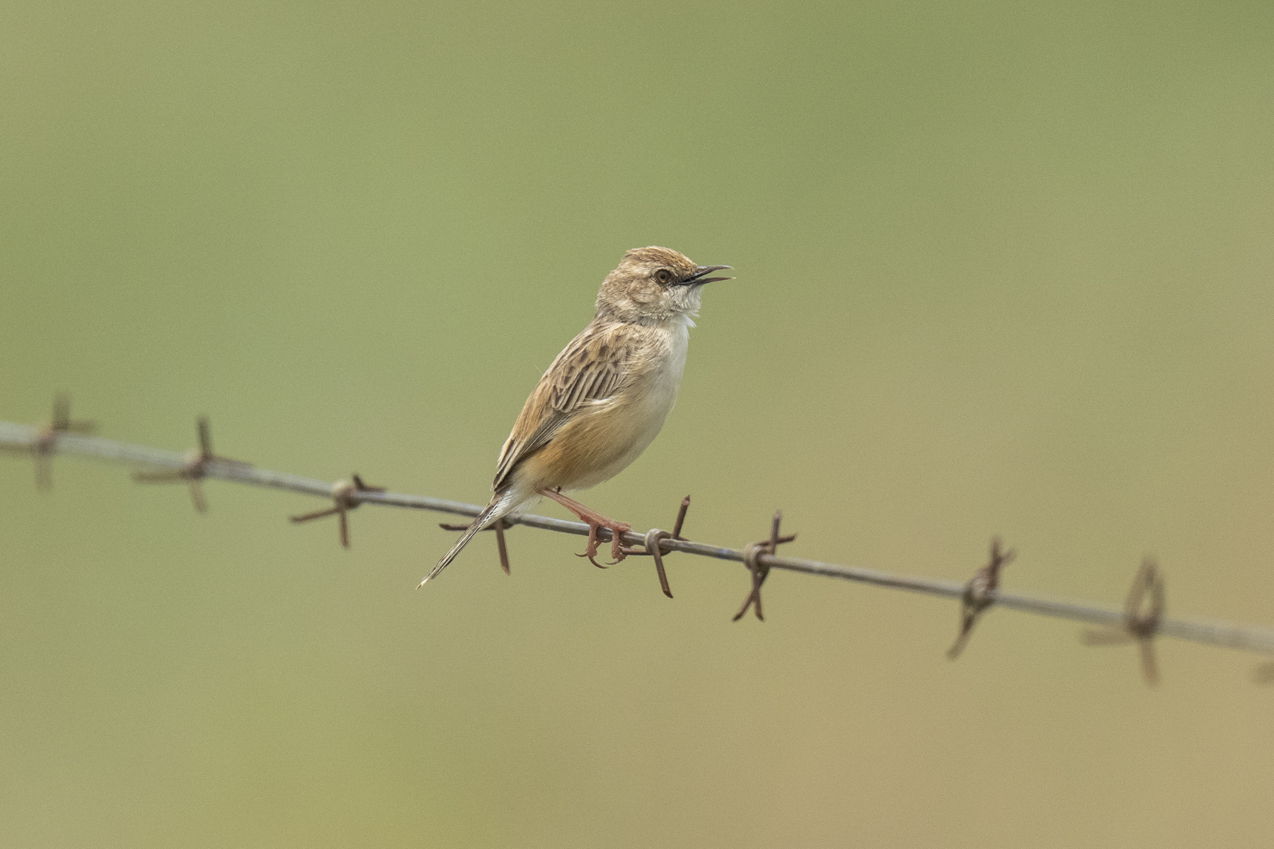 Pale-crowned Cisticola (image by Mark Beaman)
