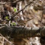 Pale-tailed Canastero (image by Leo Garrigues)