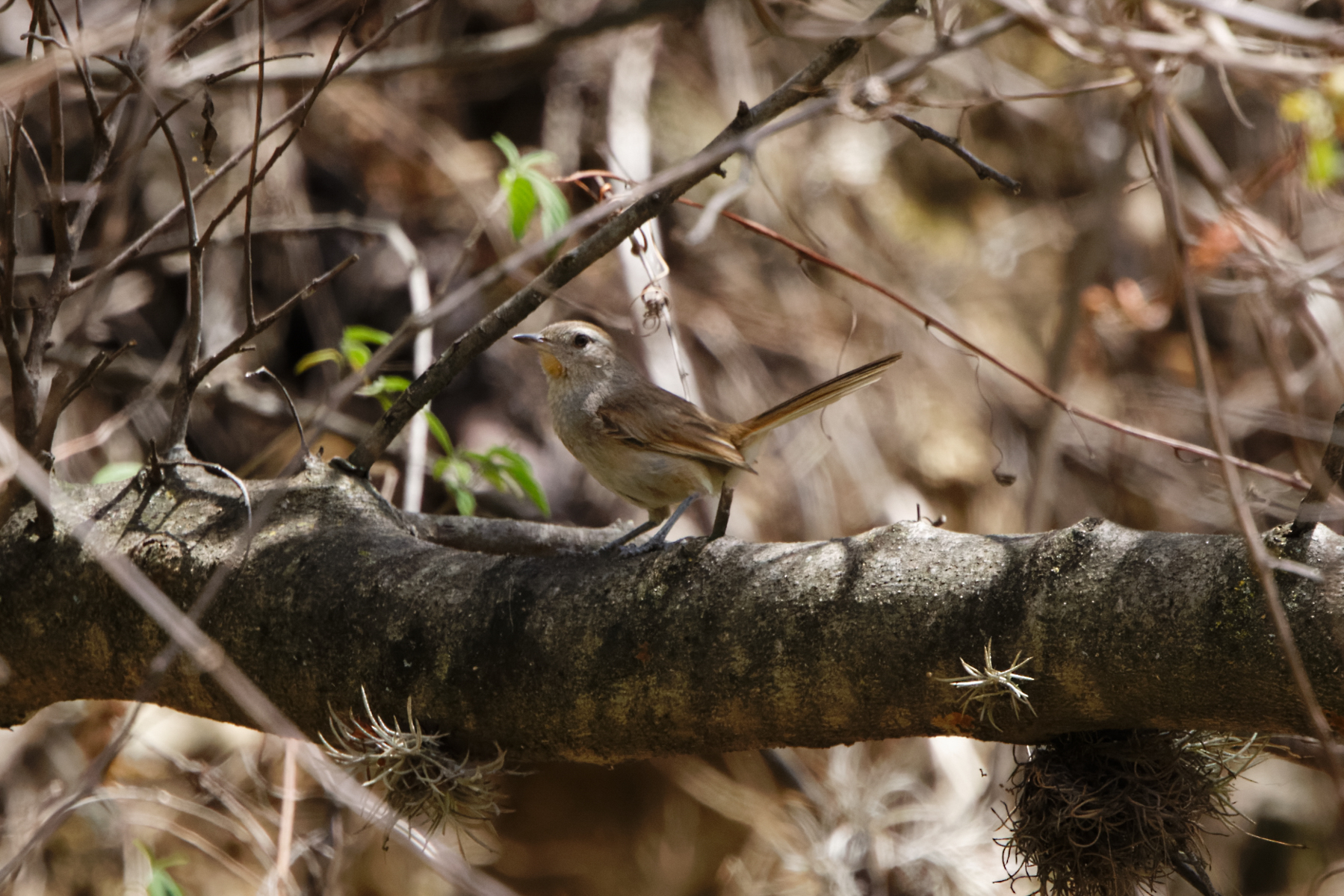 Pale-tailed Canastero (image by Leo Garrigues)