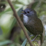 Pale-throated Wren-Babbler (image by Dani Balla)
