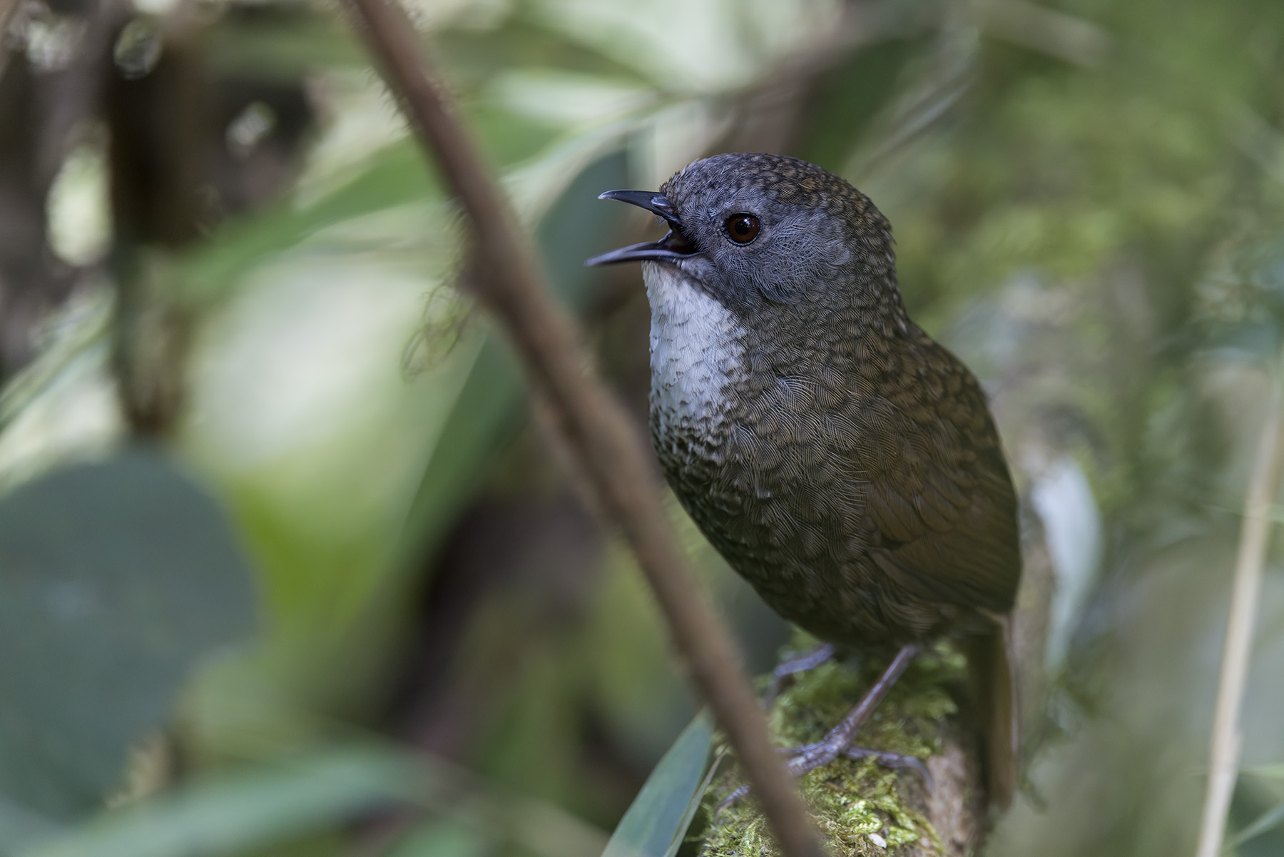 Pale-throated Wren-Babbler (image by Dani Balla)