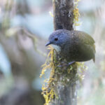 Pale-throated Wren-Babbler (image by Dani Balla)
