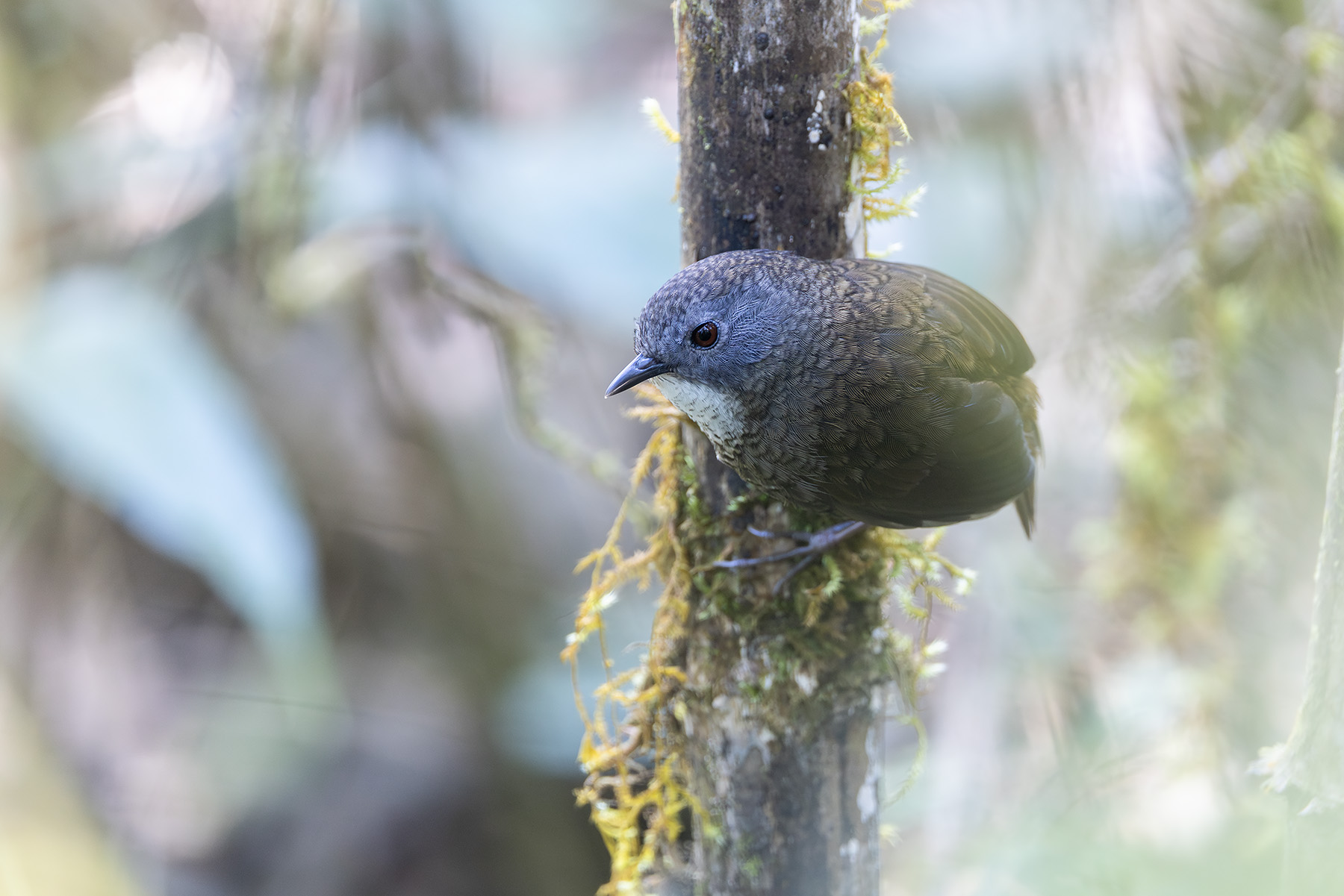 Pale-throated Wren-Babbler (image by Dani Balla)