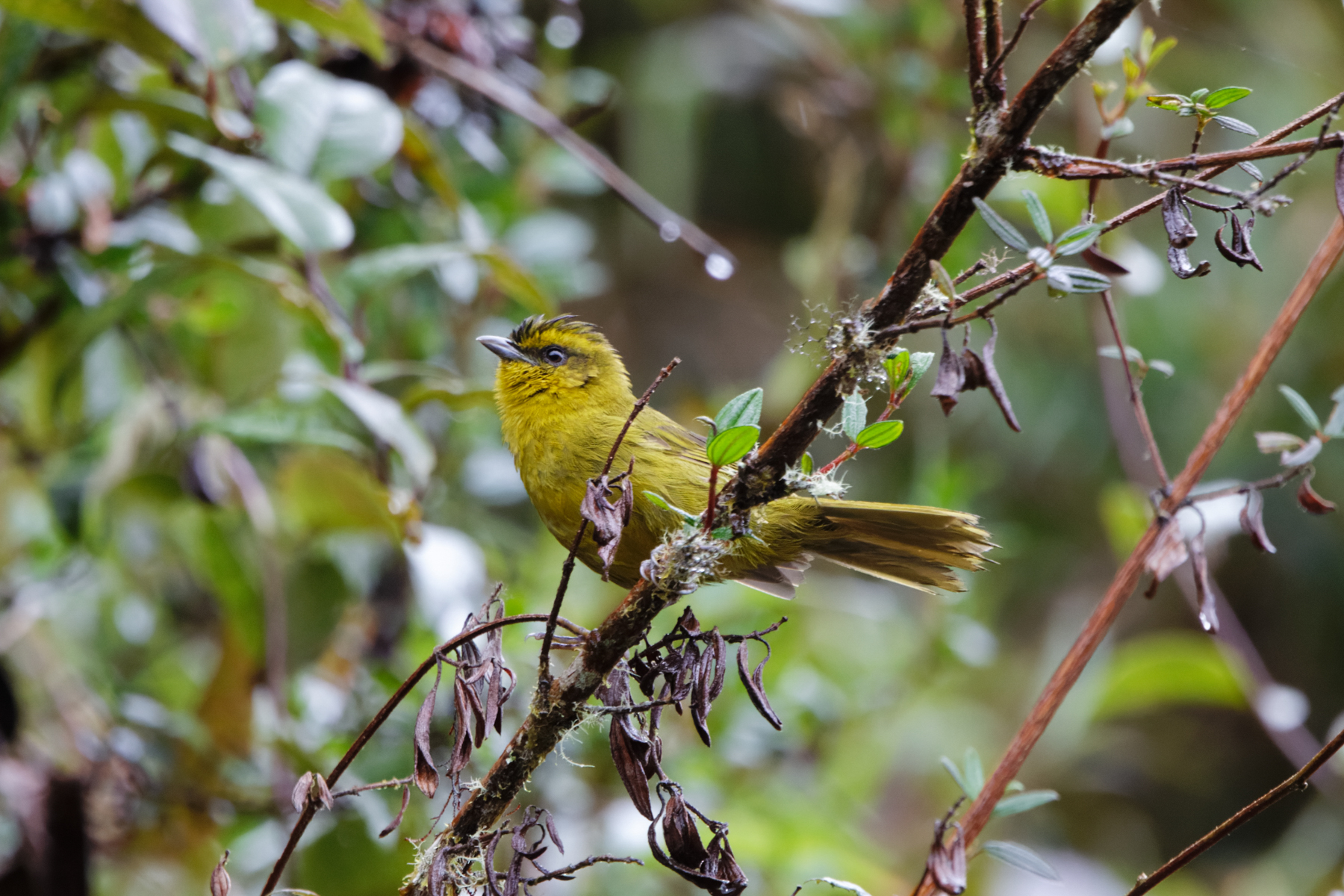 Parodi's Hemispingus (image by Leo Garrigues)