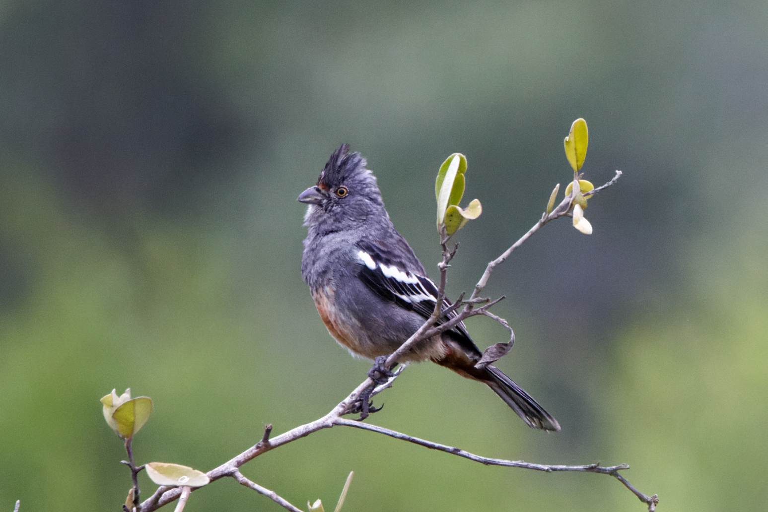 Peruvian Plantcutter (image by Leo Garrigues)
