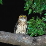 Philippine Eagle-Owl (image by Craig Robson)
