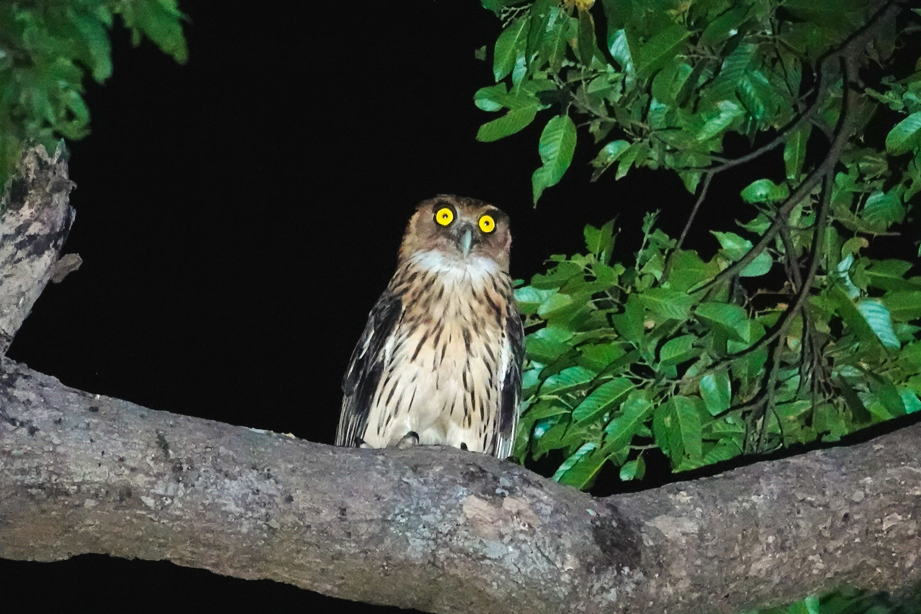 Philippine Eagle-Owl (image by Craig Robson)