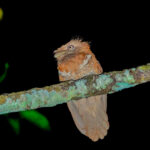 Philippine Frogmouth (image by Craig Robson)