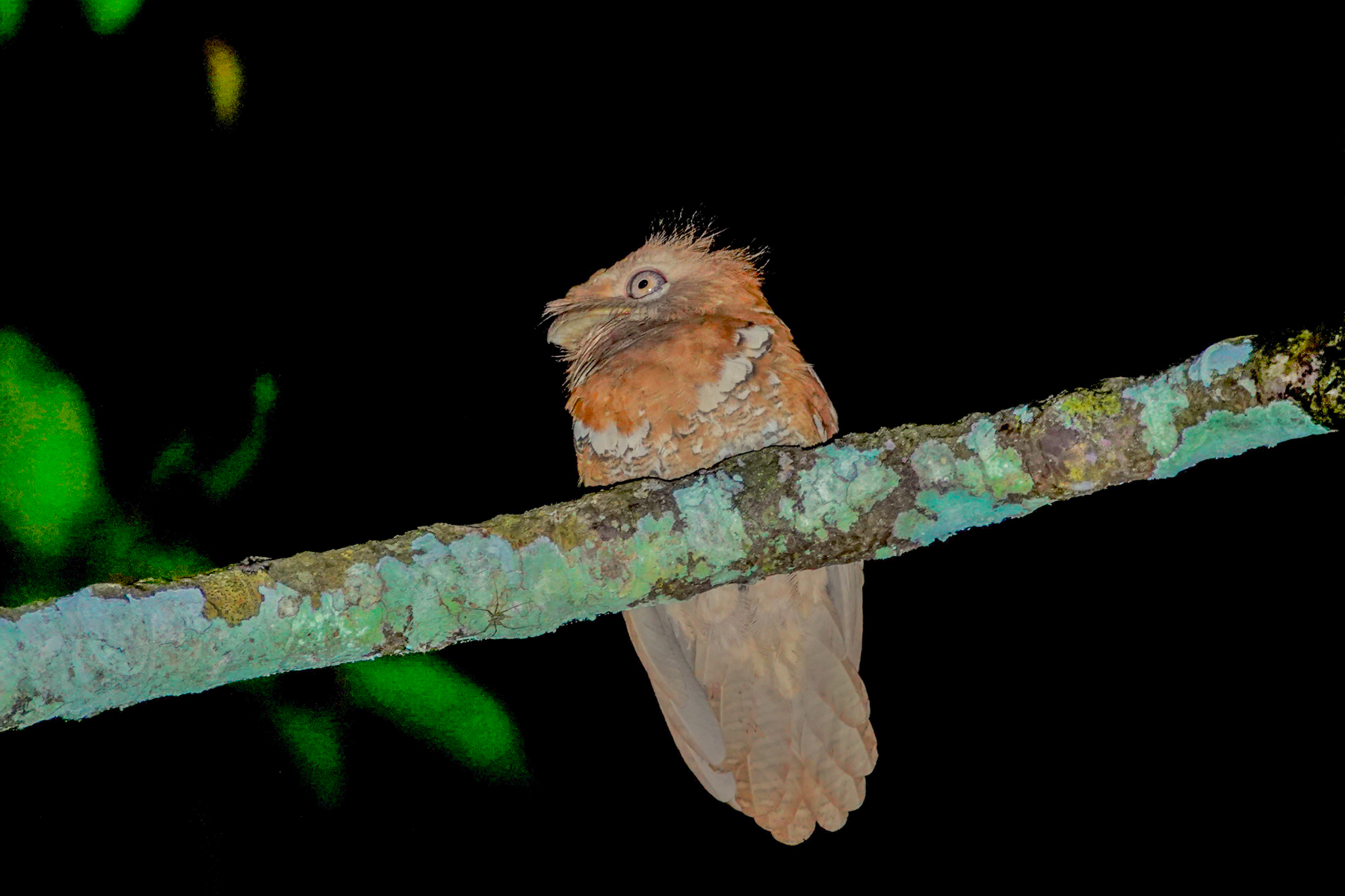 Philippine Frogmouth (image by Craig Robson)