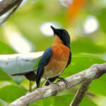 Philippine (Mangrove) Blue Flycatcher (image by Craig Robson)