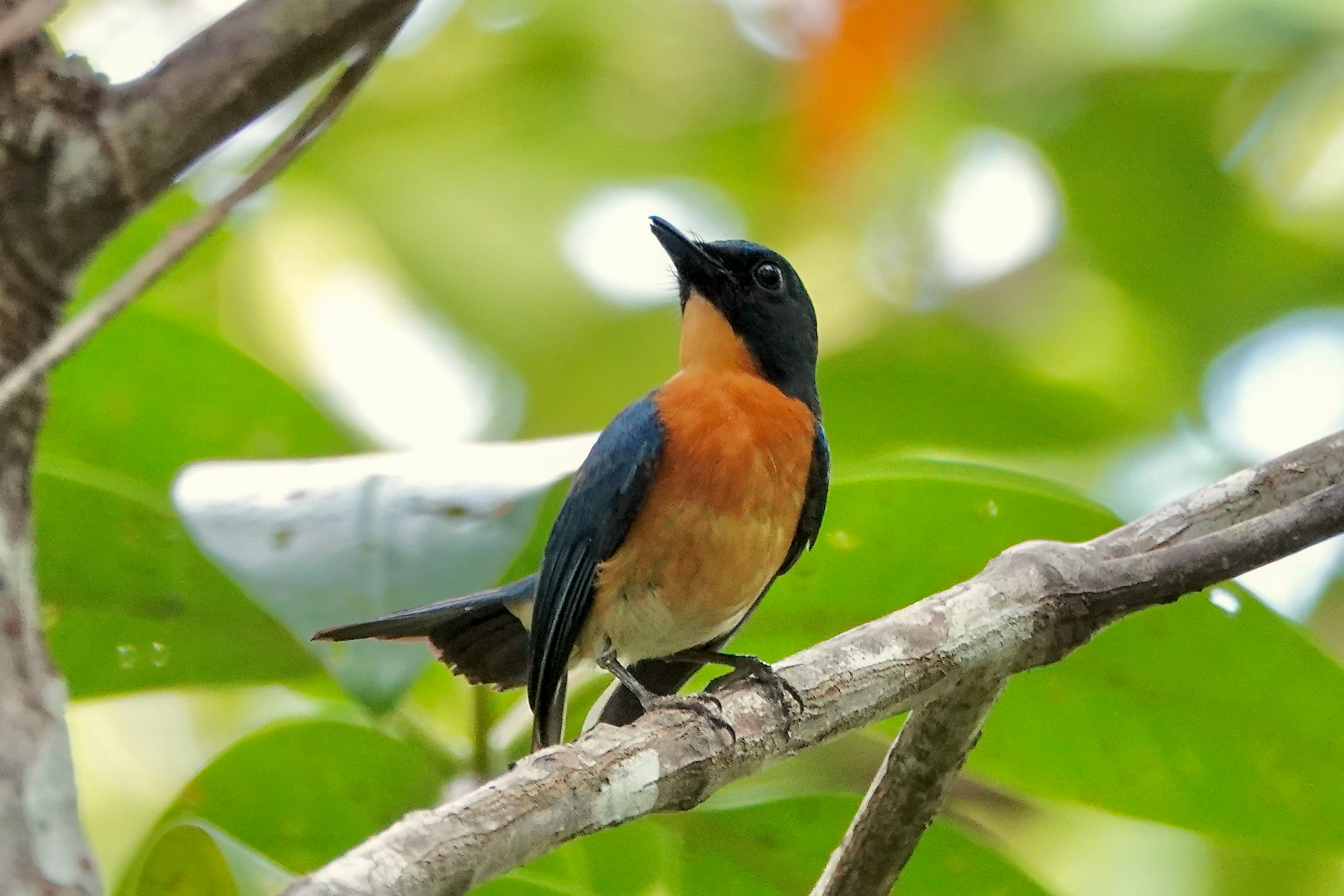Philippine (Mangrove) Blue Flycatcher (image by Craig Robson)