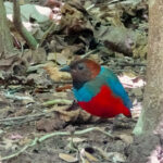 Philippine Pitta (image by Craig Robson)