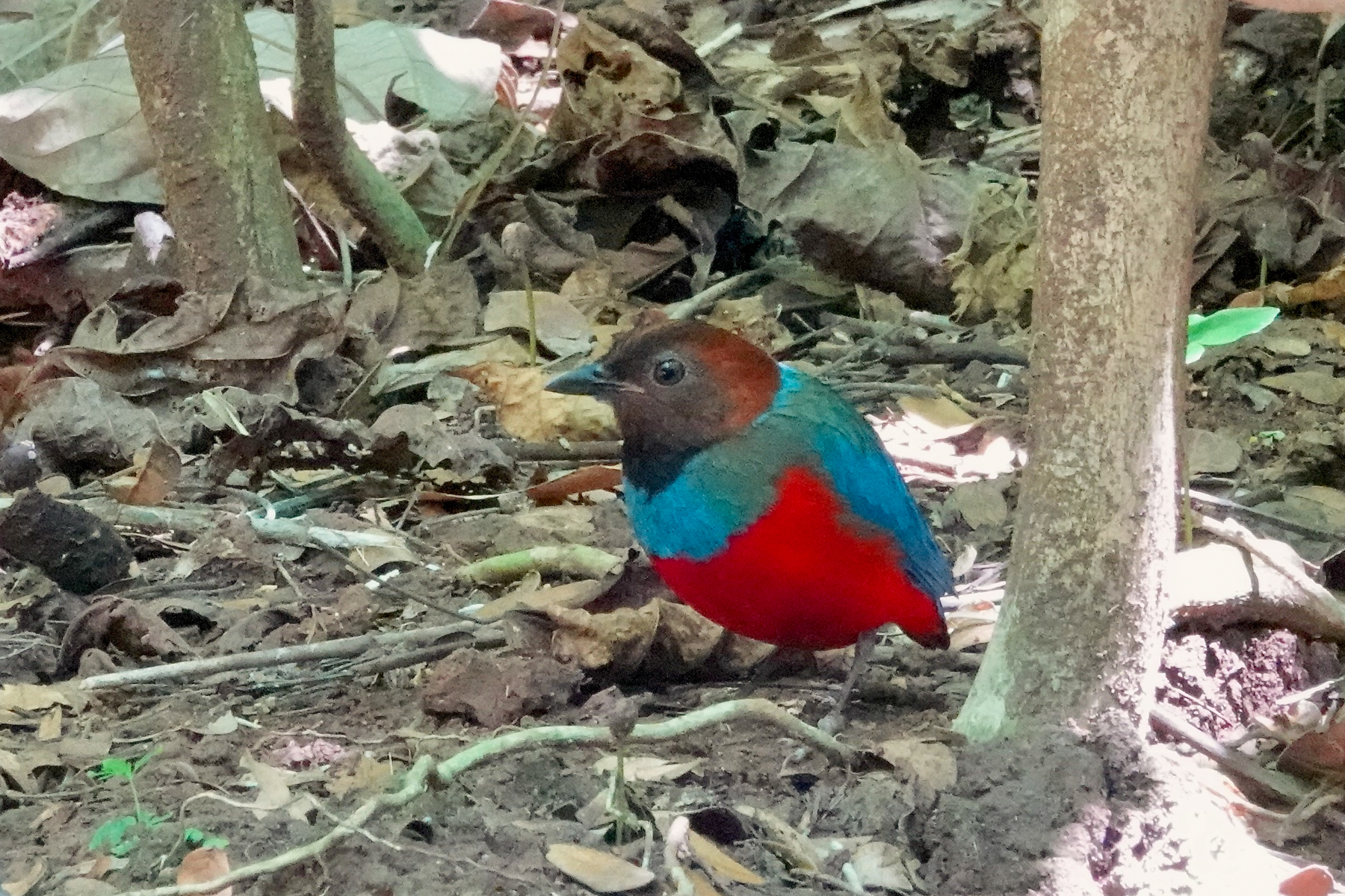 Philippine Pitta (image by Craig Robson)