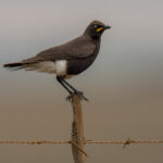 Pied Starling (image by Mark Beaman)