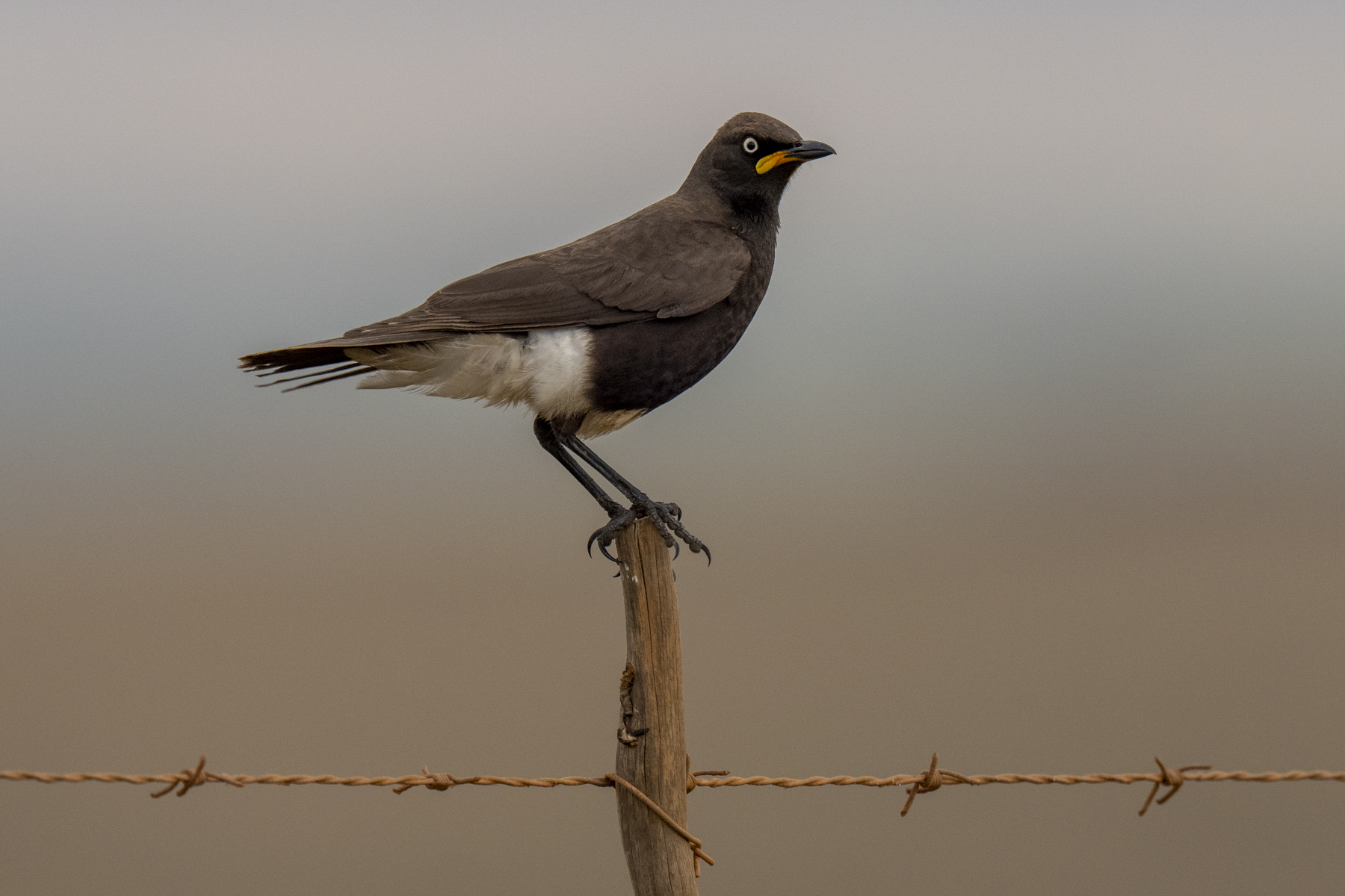 Pied Starling (image by Mark Beaman)