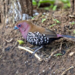 Pink-throated Twinspot (image by Mark Beaman)