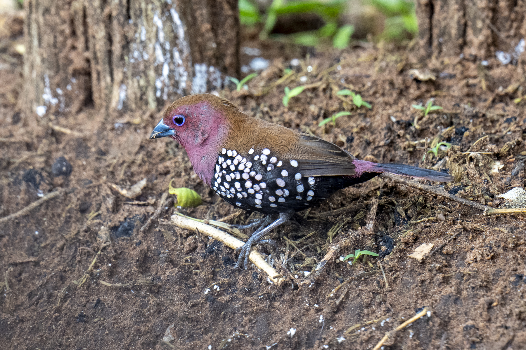 Pink-throated Twinspot (image by Mark Beaman)