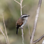 Piura Chat Tyrant (image by Leo Garrigues)