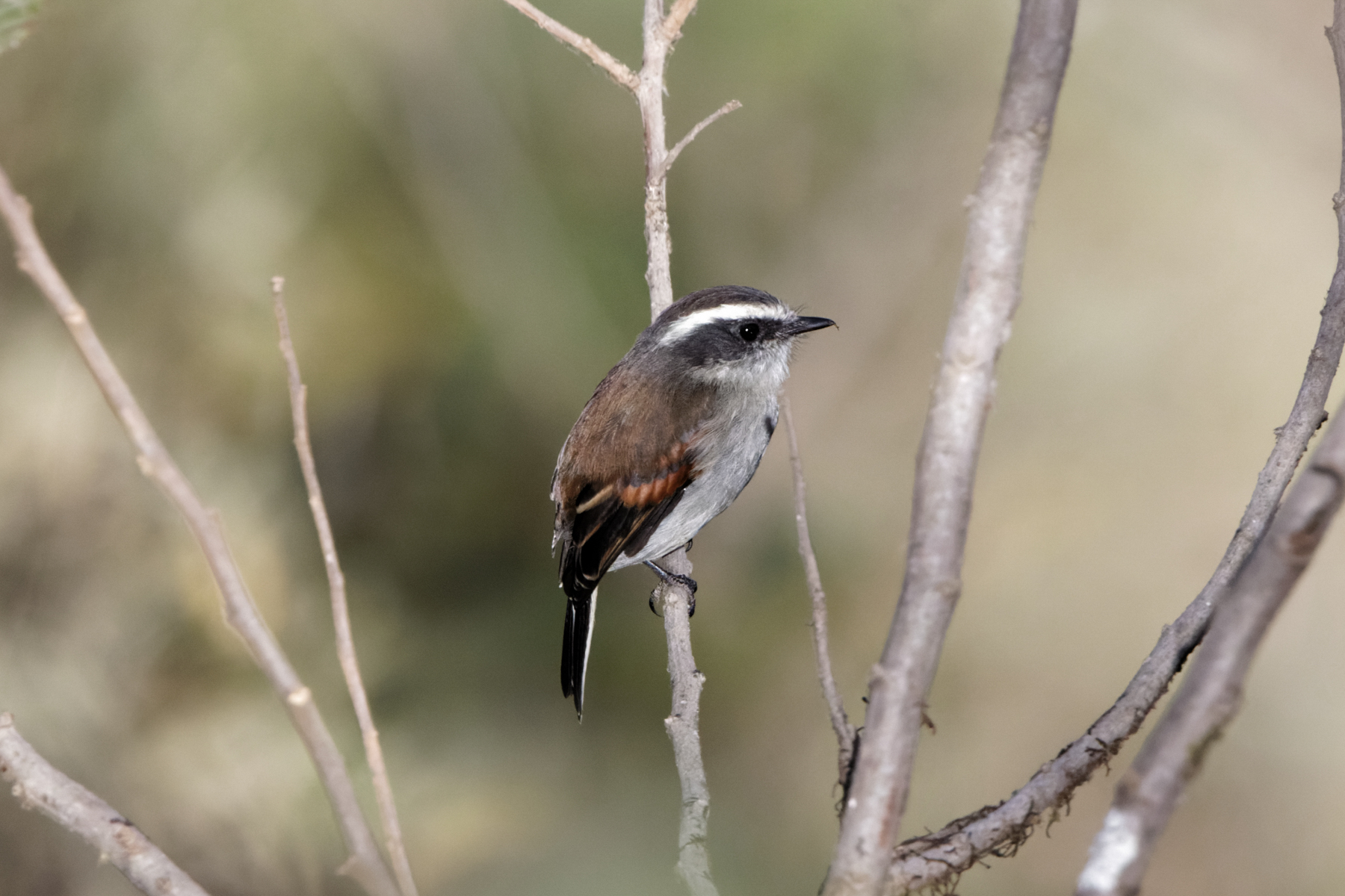Piura Chat Tyrant (image by Leo Garrigues)