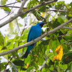 Plum-throated Cotinga (image by Leo Garrigues)