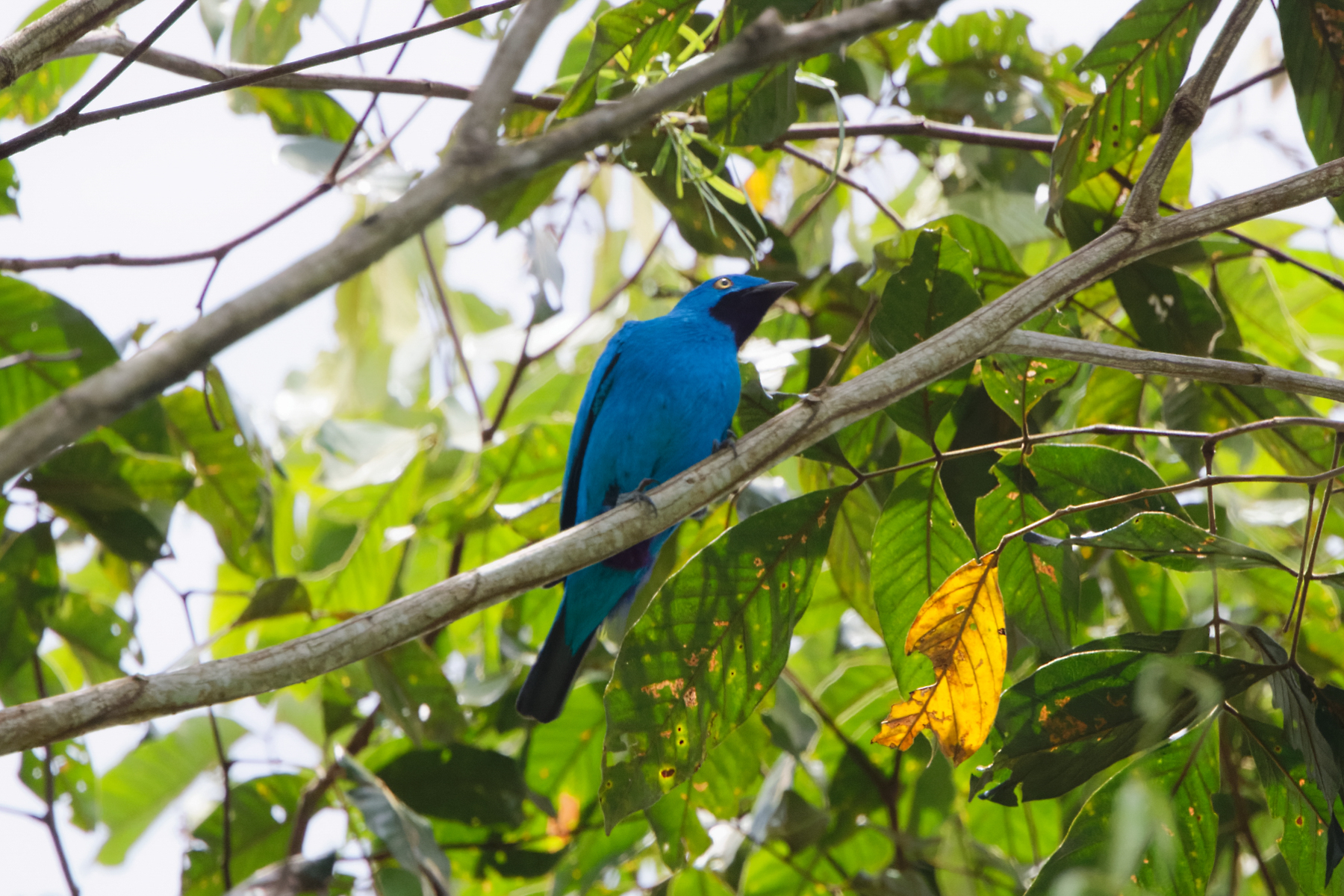 Plum-throated Cotinga (image by Leo Garrigues)