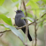 Plumbeous Tyrant (image by Leo Garrigues)