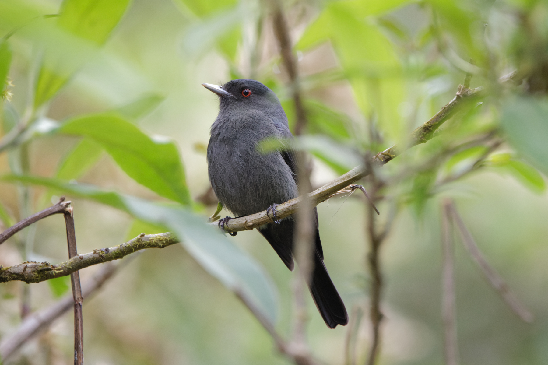 Plumbeous Tyrant (image by Leo Garrigues)