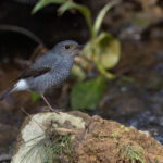 Plumbeous Water Redstart (image by Mike Watson)