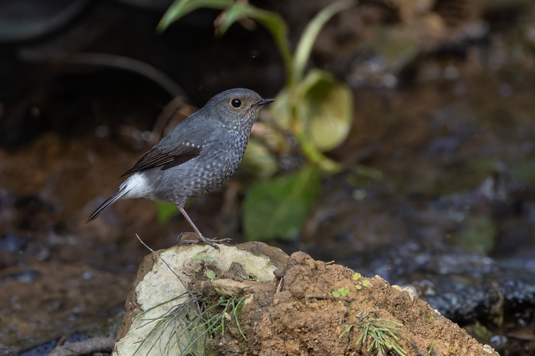 Plumbeous Water Redstart (image by Mike Watson)