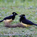 Plush-crested Jay (image by Leo Garrigues)
