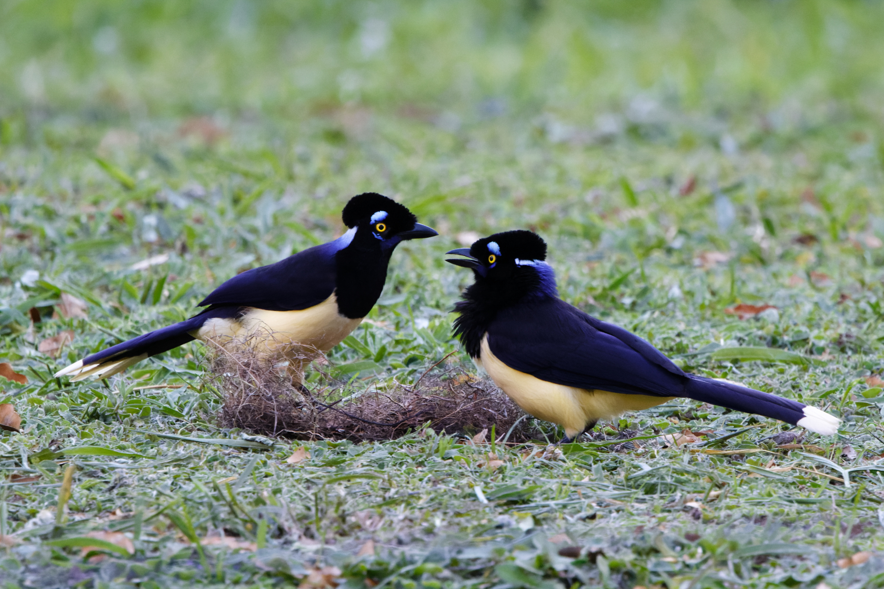 Plush-crested Jay (image by Leo Garrigues)
