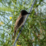 Puerto Rican Loggerhead Kingbird (image by Eustace Barnes)