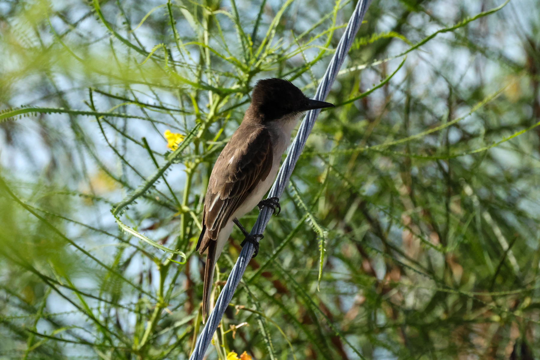 Puerto Rican Loggerhead Kingbird (image by Eustace Barnes)