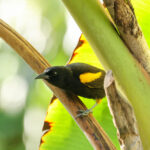 Puerto Rican Oriole (image by Eustace Barnes)