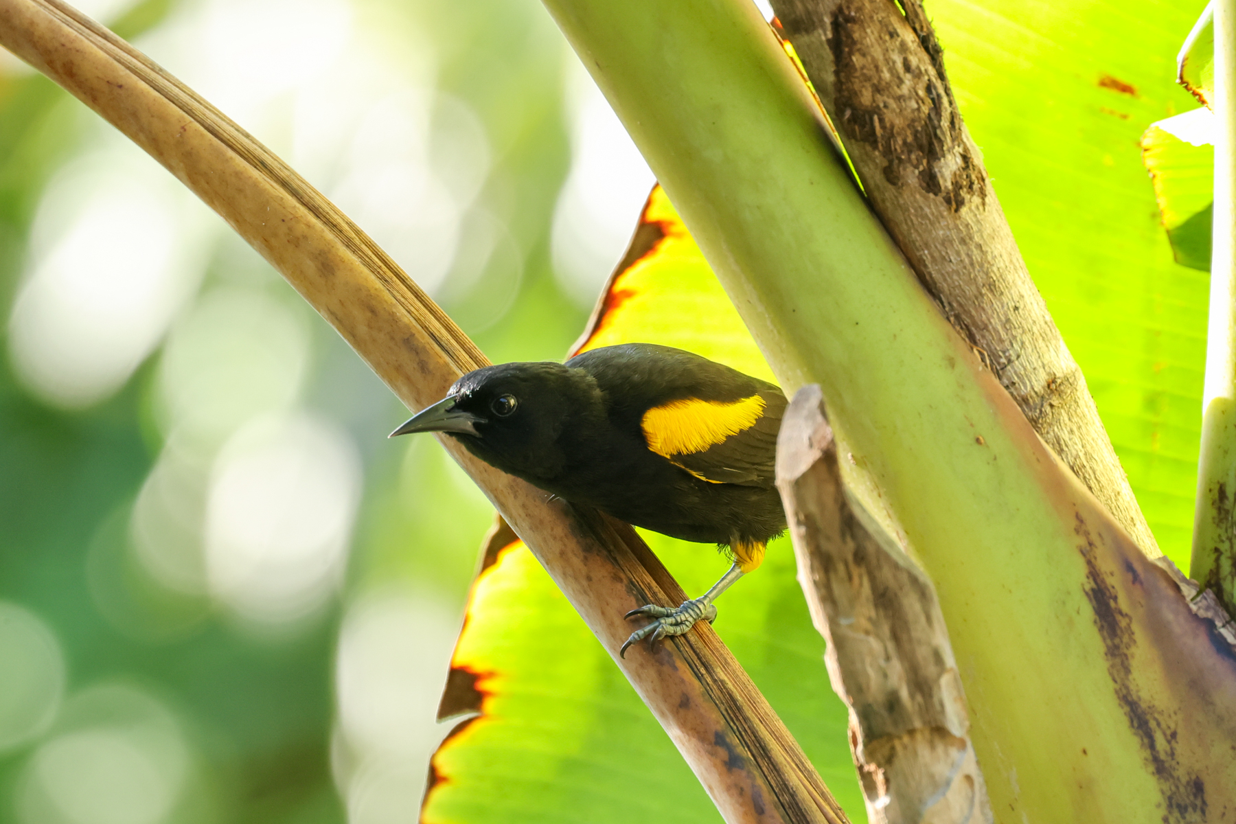 Puerto Rican Oriole (image by Eustace Barnes)