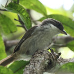 Puerto Rican Tanager (image by Eustace Barnes)