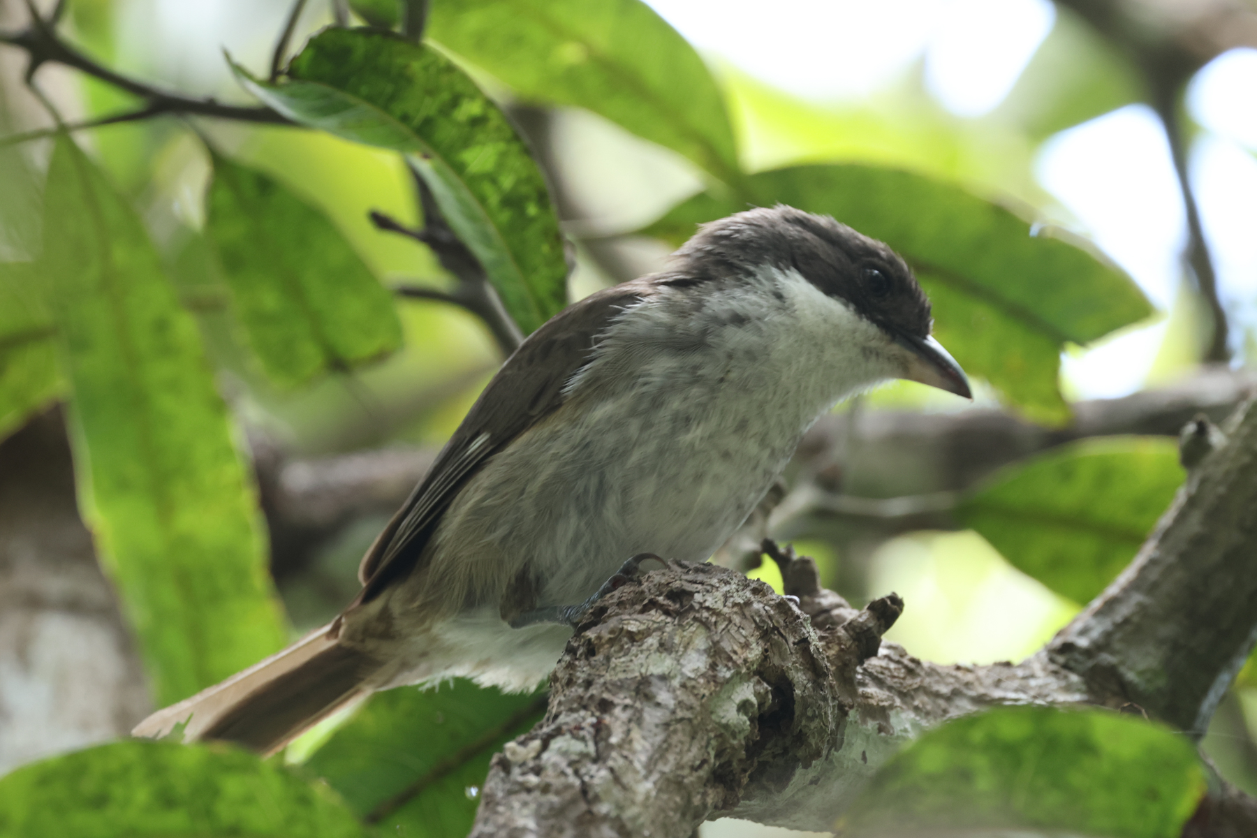 Puerto Rican Tanager (image by Eustace Barnes)